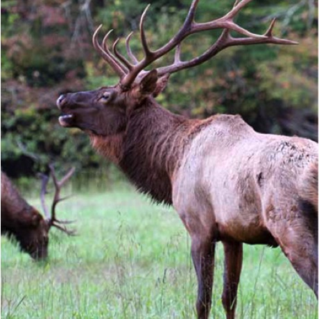 Maggie Valley Elk